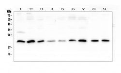 Invitrogen Sorcin Polyclonal Antibody 100 &mu;g; Unconjugated:Antibodies,