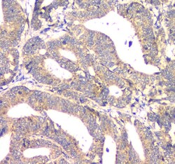 Invitrogen APRT Polyclonal Antibody 100 &mu;g; Unconjugated:Antibodies,