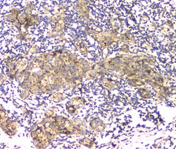Invitrogen APRT Polyclonal Antibody 100 &mu;g; Unconjugated:Antibodies,