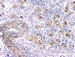 Invitrogen APRT Polyclonal Antibody 100 &mu;g; Unconjugated:Antibodies,