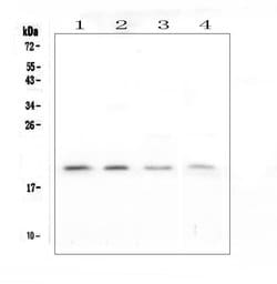 Invitrogen APRT Polyclonal Antibody 100 &mu;g; Unconjugated:Antibodies,