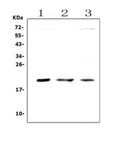 Invitrogen APRT Polyclonal Antibody 100 &mu;g; Unconjugated:Antibodies,