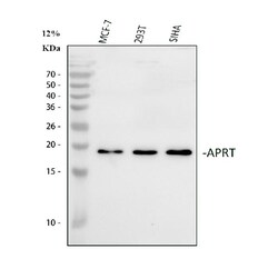 Invitrogen APRT Polyclonal Antibody 100 &mu;g; Unconjugated:Antibodies,