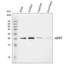 Invitrogen APRT Polyclonal Antibody 100 &mu;g; Unconjugated:Antibodies,
