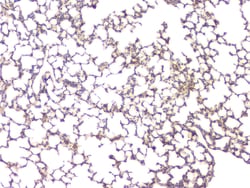 Invitrogen BMP-15 Polyclonal Antibody 100 &mu;g; Unconjugated:Antibodies,