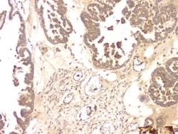 Invitrogen BMP-15 Polyclonal Antibody 100 &mu;g; Unconjugated:Antibodies,