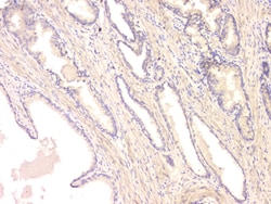 Invitrogen BMP-15 Polyclonal Antibody 100 &mu;g; Unconjugated:Antibodies,