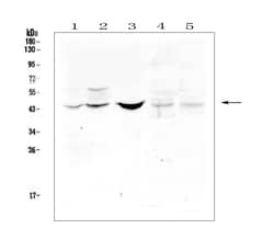 Invitrogen BMP-15 Polyclonal Antibody 100 &mu;g; Unconjugated:Antibodies,