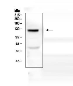 Invitrogen COL17A1 Polyclonal Antibody 100 &mu;g; Unconjugated:Antibodies,