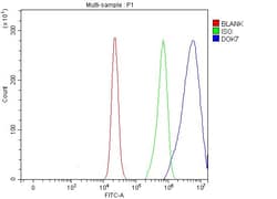 Invitrogen DOK7 Polyclonal Antibody 100 &mu;g; Unconjugated:Antibodies,
