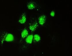 Invitrogen DOK7 Polyclonal Antibody 100 &mu;g; Unconjugated:Antibodies,