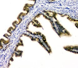 Invitrogen DOK7 Polyclonal Antibody 100 &mu;g; Unconjugated:Antibodies,