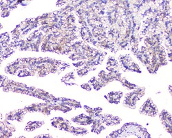 Invitrogen TMEM166 Polyclonal Antibody 100 &mu;g; Unconjugated:Antibodies,