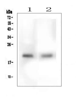 Invitrogen TMEM166 Polyclonal Antibody 100 &mu;g; Unconjugated:Antibodies,