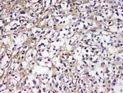 Invitrogen CD179b Polyclonal Antibody 100 &mu;g; Unconjugated:Antibodies,