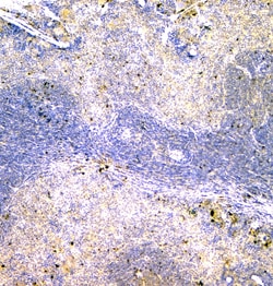 Invitrogen CD179b Polyclonal Antibody 100 &mu;g; Unconjugated:Antibodies,
