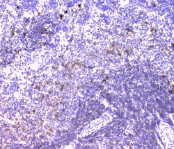 Invitrogen CD179b Polyclonal Antibody 100 &mu;g; Unconjugated:Antibodies,