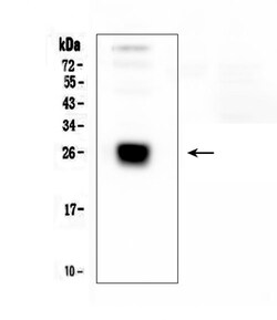 Invitrogen CD179b Polyclonal Antibody 100 &mu;g; Unconjugated:Antibodies,
