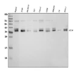 Invitrogen IL-34 Polyclonal Antibody 100 &mu;g | Buy Online | Invitrogen&trade; | Fisher Scientific