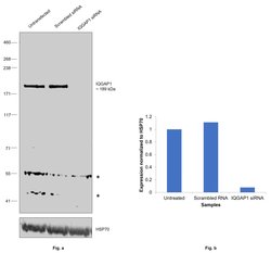 Invitrogen IQGAP1 Polyclonal Antibody 100 &mu;g | Buy Online | Invitrogen&trade; | Fisher Scientific