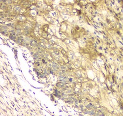 Invitrogen CCDC90A Polyclonal Antibody 100 &mu;g; Unconjugated:Antibodies,