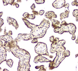 Invitrogen CCDC90A Polyclonal Antibody 100 &mu;g; Unconjugated:Antibodies,