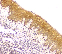 Invitrogen CCDC90A Polyclonal Antibody 100 &mu;g; Unconjugated:Antibodies,