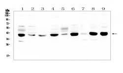 Invitrogen CCDC90A Polyclonal Antibody 100 &mu;g; Unconjugated:Antibodies,