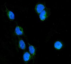 Invitrogen RhoB Polyclonal Antibody 100 &mu;g; Unconjugated:Antibodies,