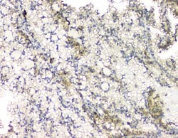 Invitrogen RhoB Polyclonal Antibody 100 &mu;g; Unconjugated:Antibodies,