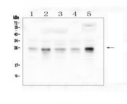 Invitrogen RhoB Polyclonal Antibody 100 &mu;g; Unconjugated:Antibodies,