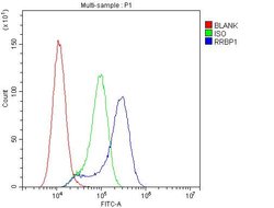 Invitrogen RRBP1 Polyclonal Antibody 100 &mu;g; Unconjugated:Antibodies,
