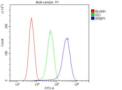 Invitrogen RRBP1 Polyclonal Antibody 100 &mu;g; Unconjugated:Antibodies,