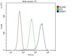 Invitrogen RRBP1 Polyclonal Antibody 100 &mu;g; Unconjugated:Antibodies,