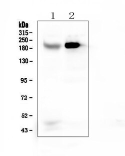 Invitrogen RRBP1 Polyclonal Antibody 100 &mu;g; Unconjugated:Antibodies,