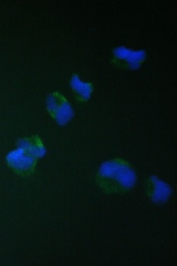 Invitrogen TIM17 Polyclonal Antibody 100 &mu;g; Unconjugated:Antibodies,