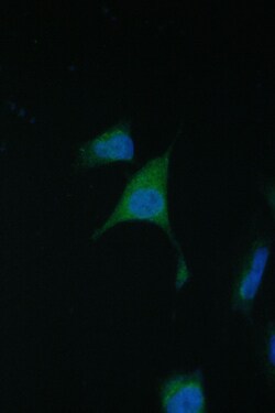 Invitrogen TIM17 Polyclonal Antibody 100 &mu;g; Unconjugated:Antibodies,
