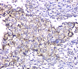 Invitrogen TIM17 Polyclonal Antibody 100 &mu;g; Unconjugated:Antibodies,
