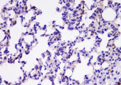 Invitrogen TIM17 Polyclonal Antibody 100 &mu;g; Unconjugated:Antibodies,