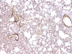 Invitrogen TIM17 Polyclonal Antibody 100 &mu;g; Unconjugated:Antibodies,