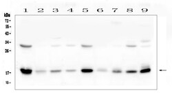 Invitrogen TIM17 Polyclonal Antibody 100 &mu;g; Unconjugated:Antibodies,