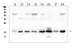 Invitrogen TIM17 Polyclonal Antibody 100 &mu;g; Unconjugated:Antibodies,