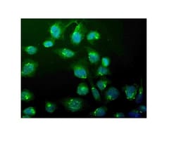 Invitrogen WEE1 Polyclonal Antibody 100 &mu;g; Unconjugated:Antibodies,