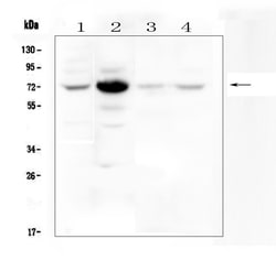 Invitrogen WEE1 Polyclonal Antibody 100 &mu;g; Unconjugated:Antibodies,