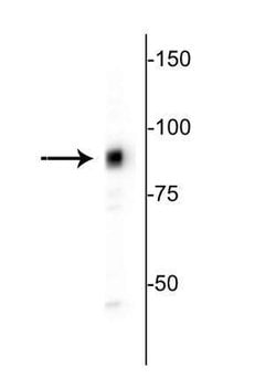 Invitrogen MARCKS Polyclonal Antibody 100 &mu;L; Unconjugated:Antibodies,