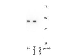 MKNK2B Polyclonal Antibody:Antibodies, Polyclonal