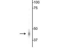 Invitrogen GABRG2 Polyclonal Antibody 100 &mu;L; Unconjugated:Antibodies,
