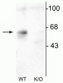 Invitrogen GABRA6 Polyclonal Antibody 100 &mu;L; Unconjugated:Antibodies,
