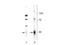 Invitrogen GABRD Polyclonal Antibody 100 &mu;L; Unconjugated:Antibodies,