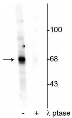 Invitrogen Phospho-AKT1 (Thr342) Polyclonal Antibody 100 &mu;L | Buy Online | Invitrogen&trade; | Fisher Scientific